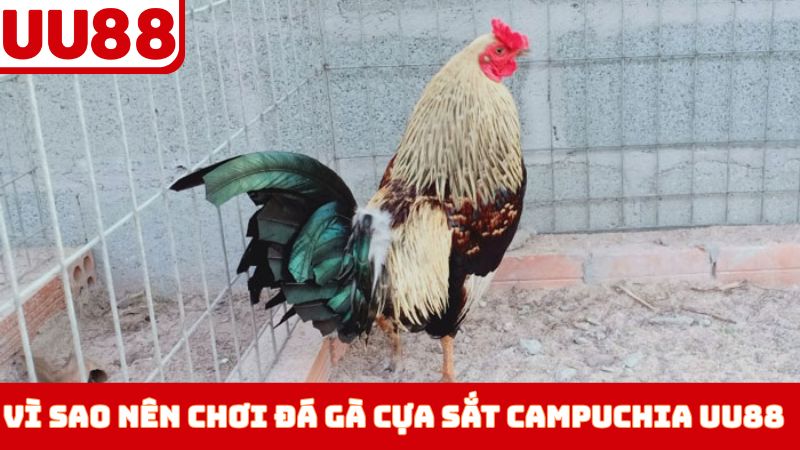 Vì sao nên chơi đá gà cựa sắt Campuchia UU88 