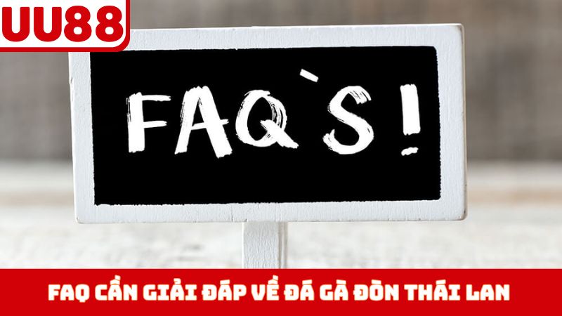 FAQ cần giải đáp về đá gà đòn Thái Lan